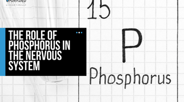 The Role Of Phosphorus In The Nervous System