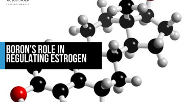 Boron modulates estrogen and testosterone and supports calcium retention, vitamin D and bone