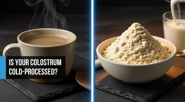 Cold Processing vs. High Heat: Why Temperature Matters for Colostrum