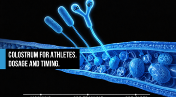 Electric blue muscle fiber cross-section with IGF-1 and IgG structures flowing to recovery tissue, white timeline marking morning, pre-training, and pre-sleep windows on black