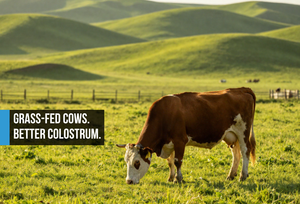 Healthy grass-fed cow grazing in a lush green pasture on a peaceful ranch with warm daylight, cattle fence, and rolling hills in the distance suggesting premium colostrum sourcing