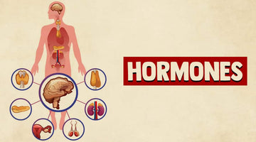 Checking Hormonal Imbalances Via Hair Testing