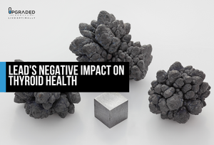 Lead's Negative Impact on Thyroid Health