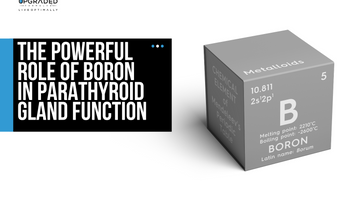 The Powerful Role of Boron in Parathyroid Gland Function
