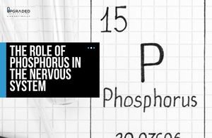 The Role Of Phosphorus In The Nervous System