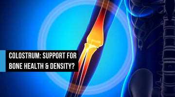 Medical illustration of a glowing knee joint and leg bones highlighted in orange and red against a blue skeletal background, with text overlay reading Colostrum Support for Bone Health and Density?