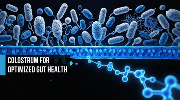 Electric blue gut cross-section with IgG antibody structures and lactoferrin layer reinforcing the intestinal barrier against microbial stress on black background
