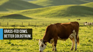 Healthy grass-fed cow grazing in a lush green pasture on a peaceful ranch with warm daylight, cattle fence, and rolling hills in the distance suggesting premium colostrum sourcing