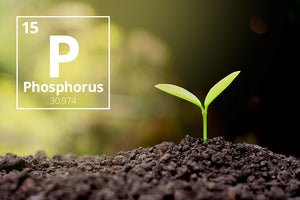 Phosphorus, The Excitatory Mineral
