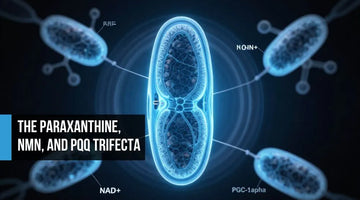 Detailed mitochondria cross-section in electric blue surrounded by newly forming mitochondria representing PQQ-triggered mitochondrial biogenesis, NAD+ synthesis, and expanding cellular energy capacity.
